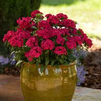 Jolt™ Cherry Interspecific Dianthus Container