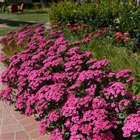 Jolt™ Pink Interspecific Dianthus Commercial Landscape 1