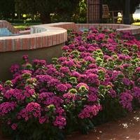 Jolt™ Pink Interspecific Dianthus Commercial Landscape 2