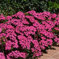 Jolt™ Pink Interspecific Dianthus Commercial Landscape 3