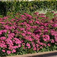 Jolt™ Pink Interspecific Dianthus Landscape