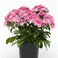 Jolt™ Pink Magic Interspecific Dianthus Container