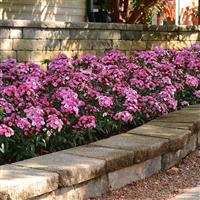 Jolt™ Pink Magic Interspecific Dianthus Landscape