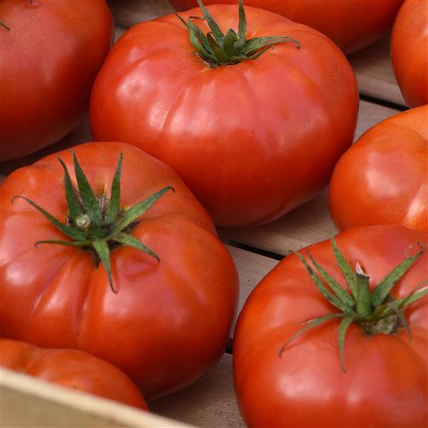 Tomato WonderStar™ Red Container