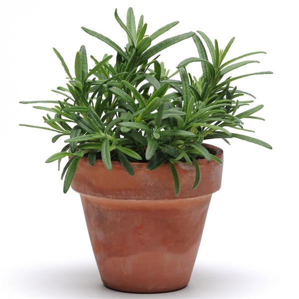 SimplyHerbs™ Rosemary Bloom