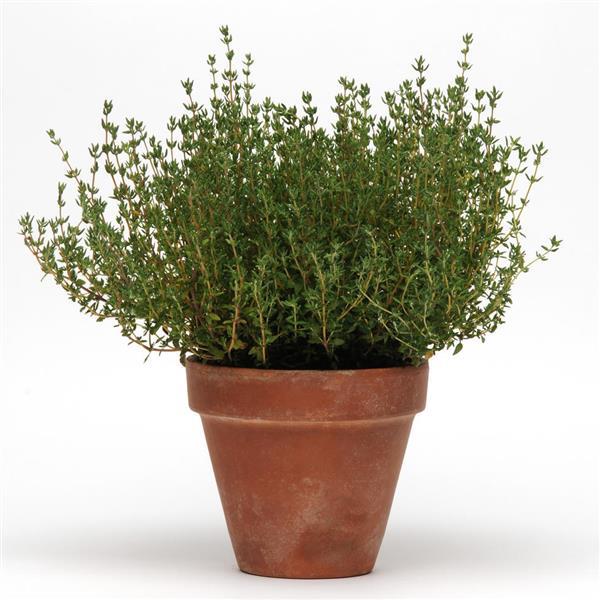 SimplyHerbs™ Thyme Bloom