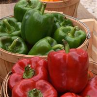 KickStart™ Pepper Container