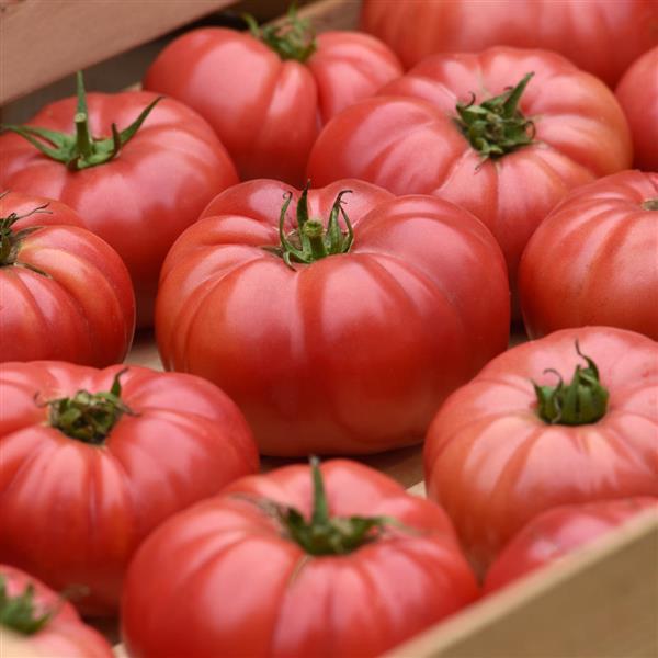 Tomato WonderStar™ Pink Container