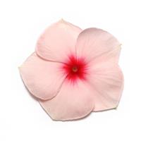 Pacifica XP Apricot Vinca Bloom