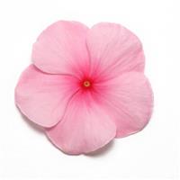 Pacifica XP Blush Vinca Bloom