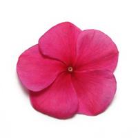 Pacifica XP Burgundy Vinca Bloom