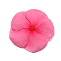 Pacifica XP Punch Vinca Bloom