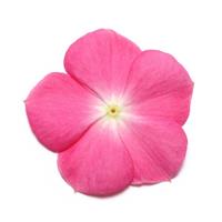 Pacifica XP Rose Halo Vinca Bloom