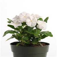 Pacifica XP White Vinca Container