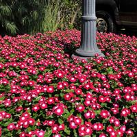 Pacifica XP Burgundy Halo Vinca Commercial Landscape 1