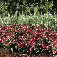 Pacifica XP Burgundy Halo Vinca Landscape