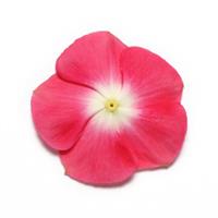 Pacifica XP Cherry Red Halo Vinca Bloom