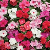 Pacifica XP Mixture Vinca Bloom