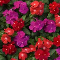 Pacifica XP Bold Mixture Vinca Bloom