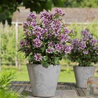 Sweet Talk™ Lavender Splash Cuphea Container