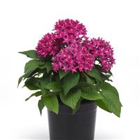 Lucky Star® Violet Improved Pentas Container