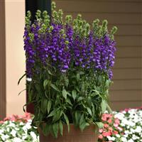 Lobelia Starship™ Blue Container