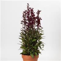 Lobelia Starship™ Burgundy Container