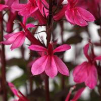 Lobelia Starship™ Rose Bloom