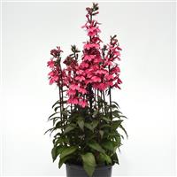 Lobelia Starship™ Rose Container