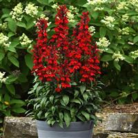 Lobelia Starship™ Scarlet Container