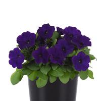 Lo Rider™ Blue Petunia Container