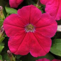 Lo Rider™ Pink Petunia Bloom