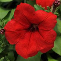 Lo Rider™ Red Petunia Bloom