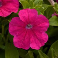 Lo Rider™ Rose Petunia Bloom