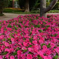Lo Rider™ Rose Petunia Landscape