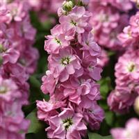Mathilda™ Antique Rose Matthiola Bloom
