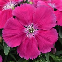 Coronet™ Rose Dianthus Bloom