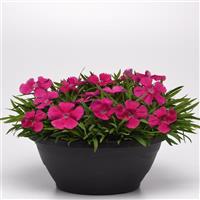 Coronet™ Rose Dianthus Container