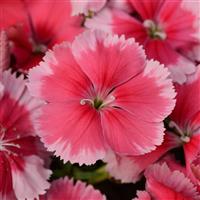 Coronet™ Strawberry Dianthus Bloom