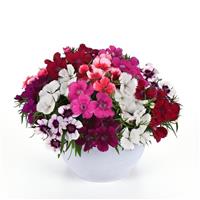 Coronet™ Mixture Dianthus Container