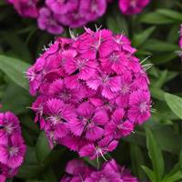 Dart™ Purple Dianthus Bloom