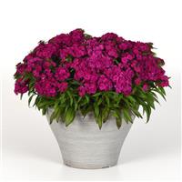 Dart™ Purple Dianthus Container