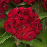 Dart™ Raspberry Dianthus Bloom