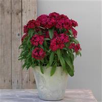 Dart™ Raspberry Dianthus Container