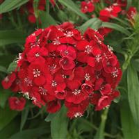 Dart™ Scarlet Dianthus Bloom