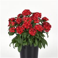 Dart™ Scarlet Dianthus Container