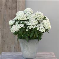 Dart™ White Dianthus Container