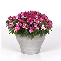 Dart™ Pink Magician Dianthus Container