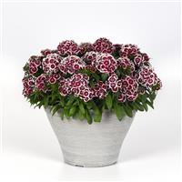Dart™ Red White Picotee Dianthus Container
