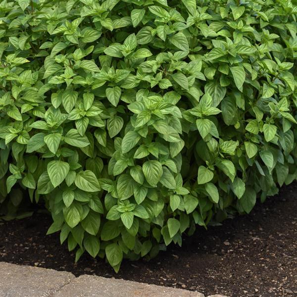 Basil Everleaf Lemon Garden